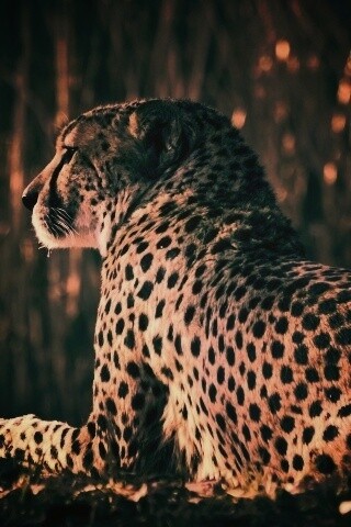 Гепард обои