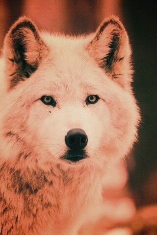 Белые волки обои