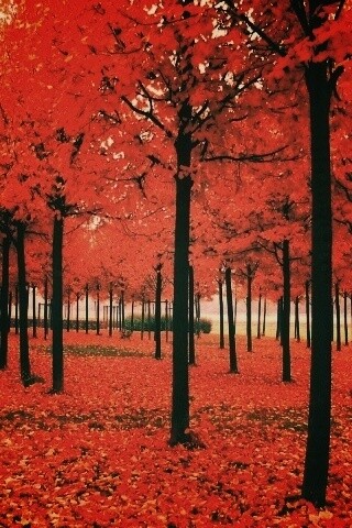 Скачать бесплатно осень обои