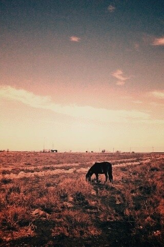Лошадь пасётся обои