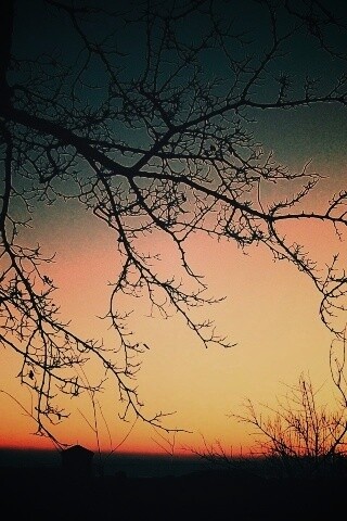 Закат сквозь ветки деревьев обои