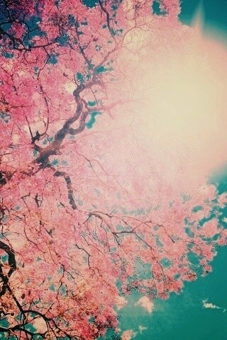 Цветение вишни обои