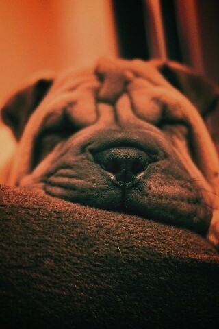 Щенок шарпея спит обои