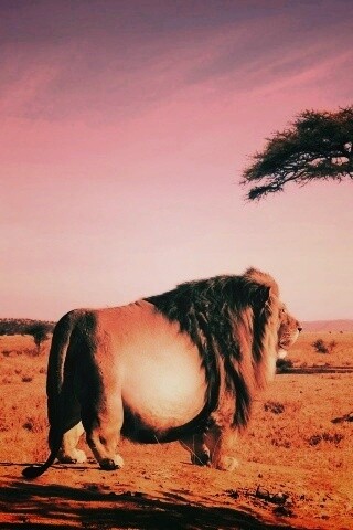 Толстый лев обои