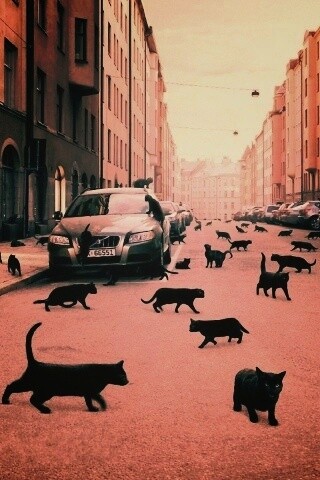 Город кошек обои