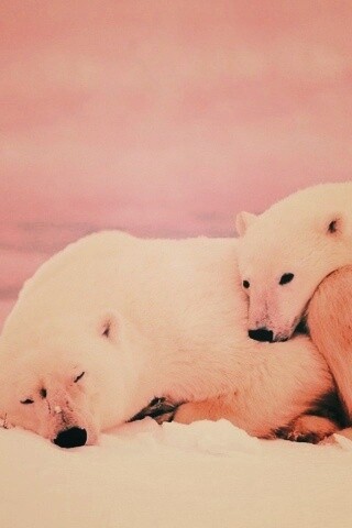 Белые мишки спят обои
