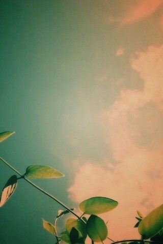 Веточки на фоне неба обои