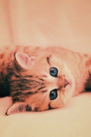 Рыжиый котенок с синим глазами обои