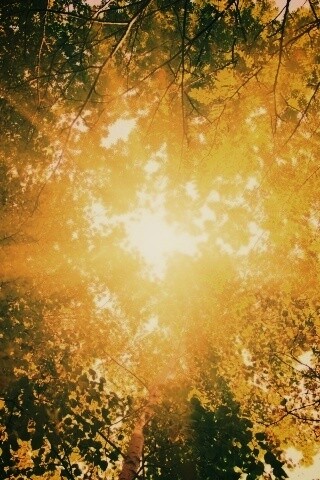 Яркий зеленоватый свет пробивающийся сквозь листву обои