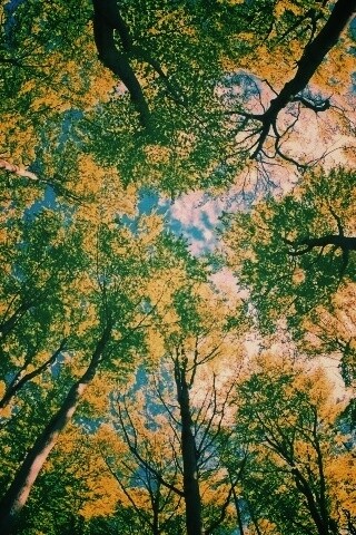 Кроны деревьев обои