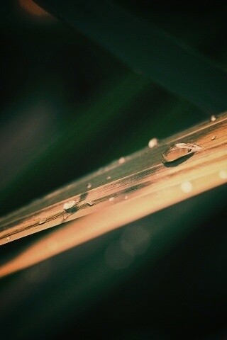 Капли росы на листе обои