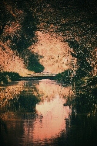 Лесная заросшая река обои