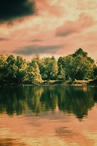 Деревья на берегу озера обои