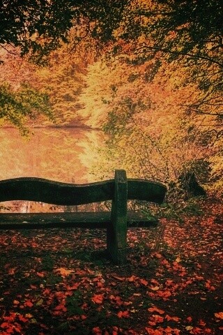 Скамейка в лесу обои