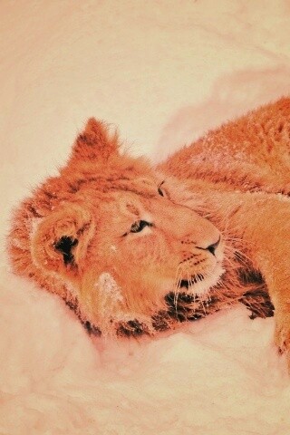 Львёнок в снегу обои