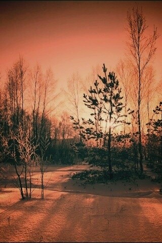 Зимний лес обои