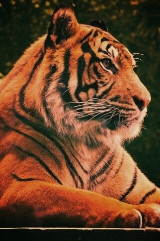 Тигр обои
