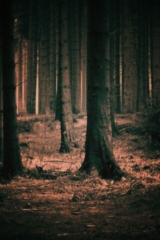Темный лес обои