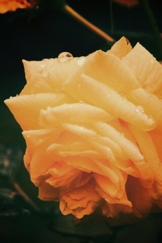 Желтая роза обои