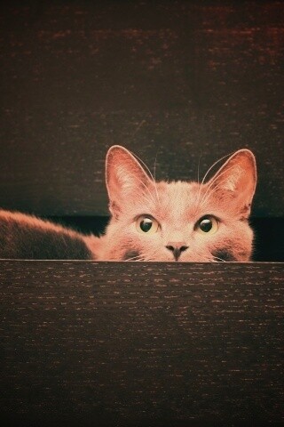 Кот в ящике комода обои