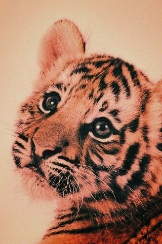 Тигрёнок с грустным взглядом обои