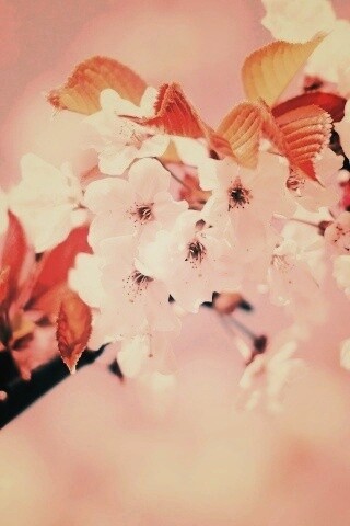 Белые цветы вишни обои