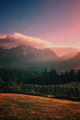 Виноградники в Африке обои