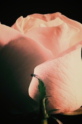 Бутон белой розы обои