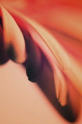 Лепестки цветка в макро обои