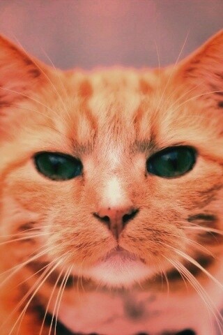 Рыжий кошак обои