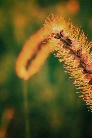 Колосок обои