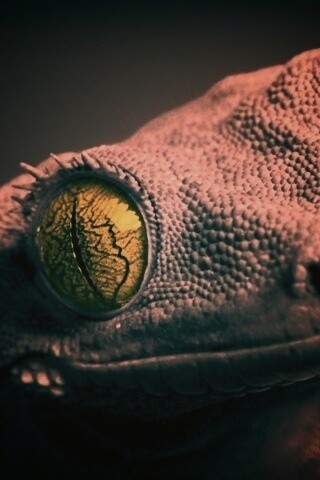 Ящерка обои