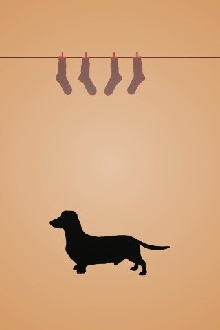 Такса и носки обои