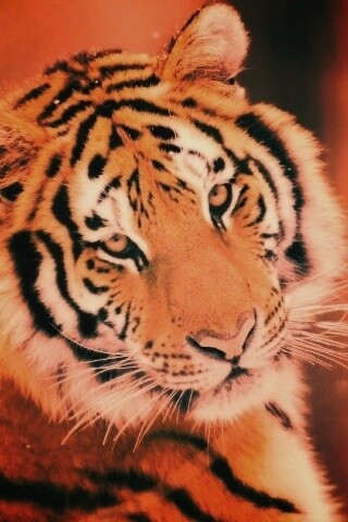 Тигр оборачивается обои