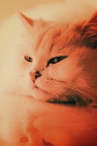 Пушистый домосед обои