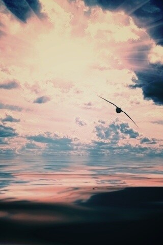 Лети как птица над волнами обои