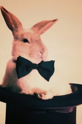 Кролик в цилиндре фокусника обои