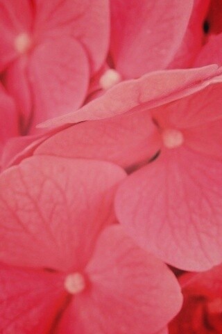 Фиолетовые нежные цветы обои