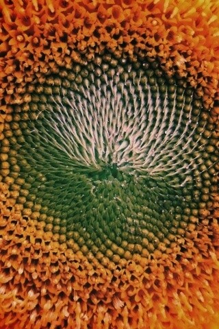 Недозревший подсолнух обои