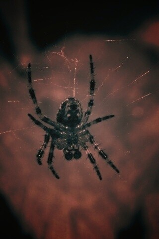 Паук на паутине обои