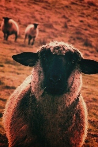 Овцы на пастбище обои