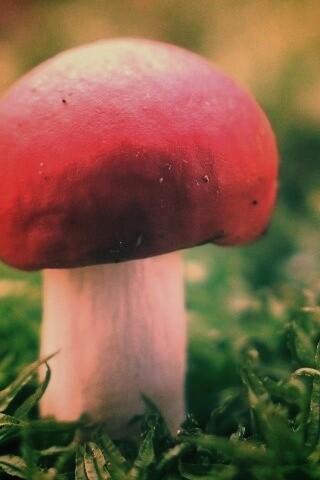 Грибок с красной шапкой обои