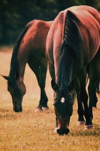 Время пощипать травку обои