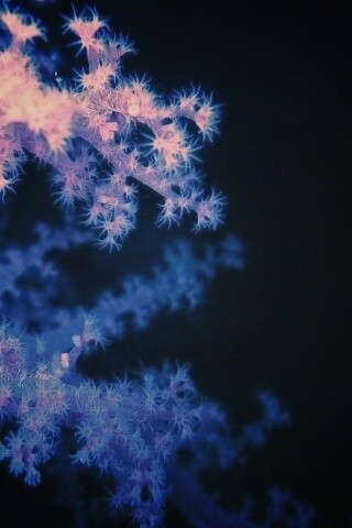 Кораллы обои