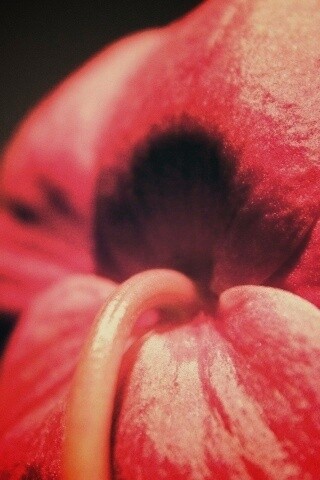 Розовый стебель обои