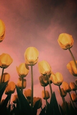 Жёлтые тюльпаны обои