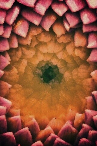 Сердцевина цветка обои