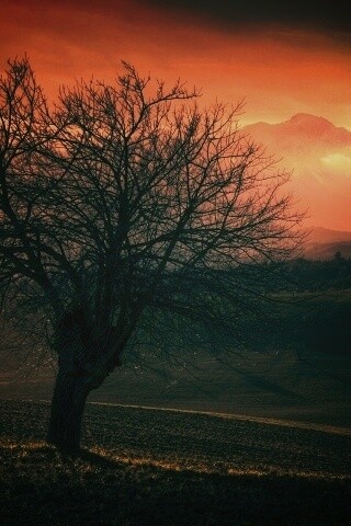 Дерево и горы обои