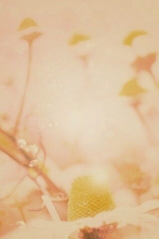 Летние цветы в лучах света обои