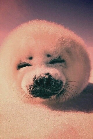 Тюлень-колобок обои